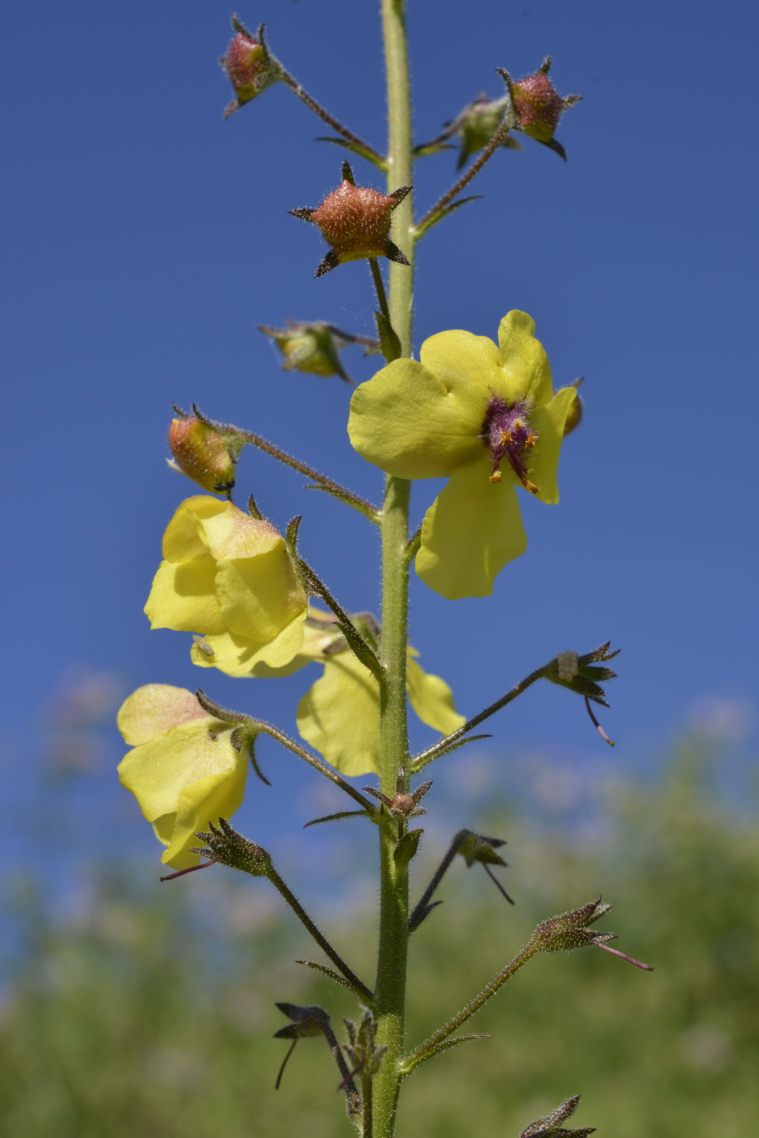 Verbascum blattaria L.